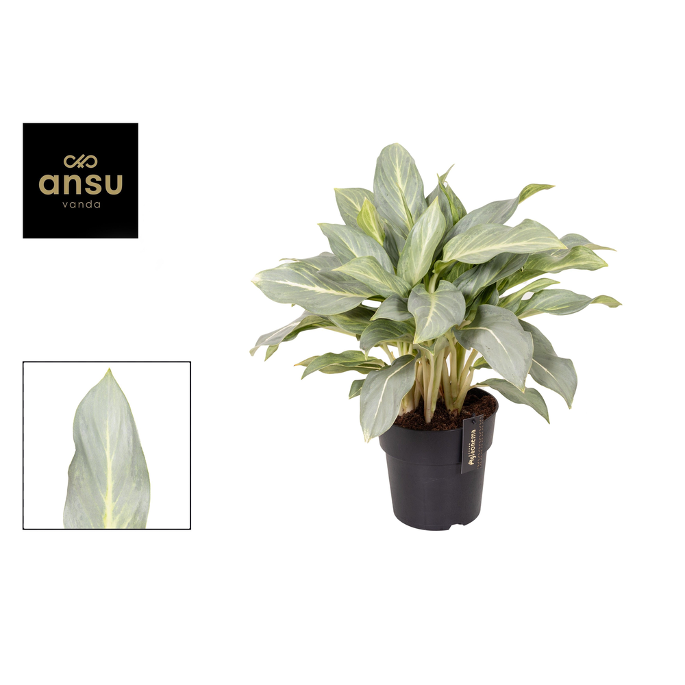 Aglaonema Aqua Green.