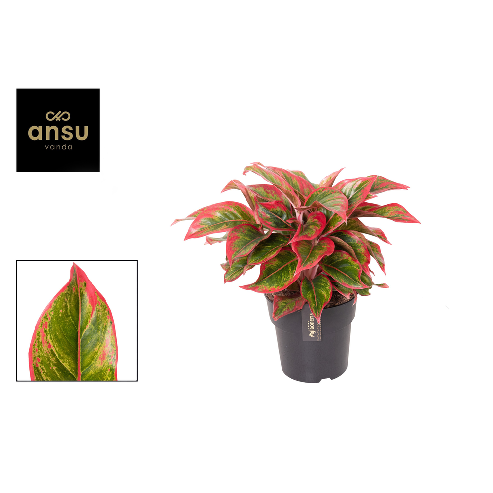 Aglaonema Cadmium Red.