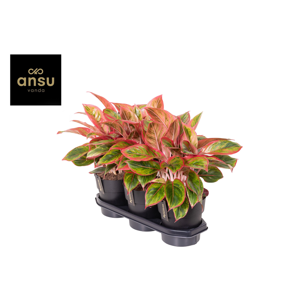 Aglaonema Jamaica Red.