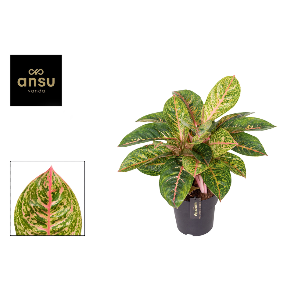 Aglaonema Red Reflections.