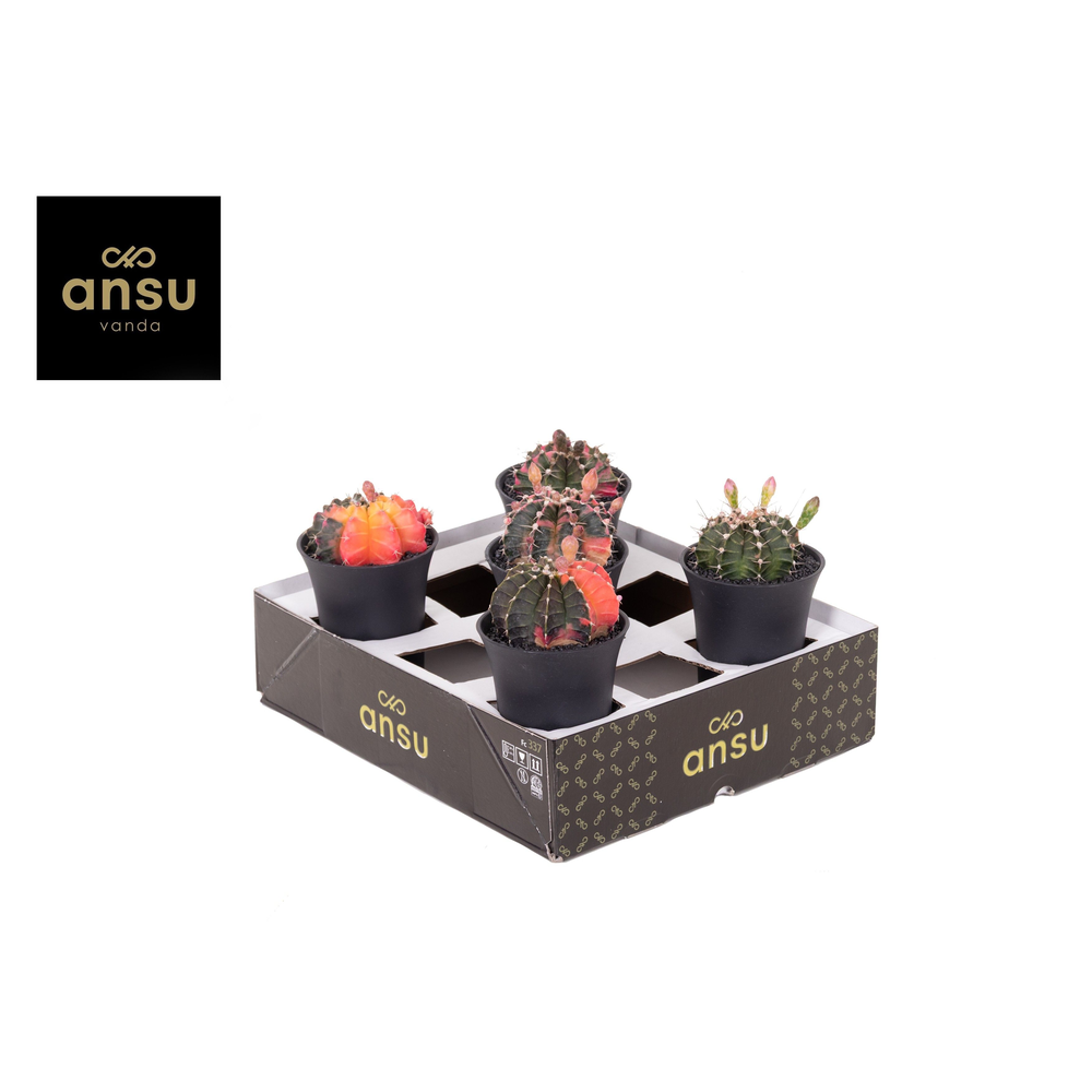 Gymno Cactus 'Variegated' XL BLOEIEND.