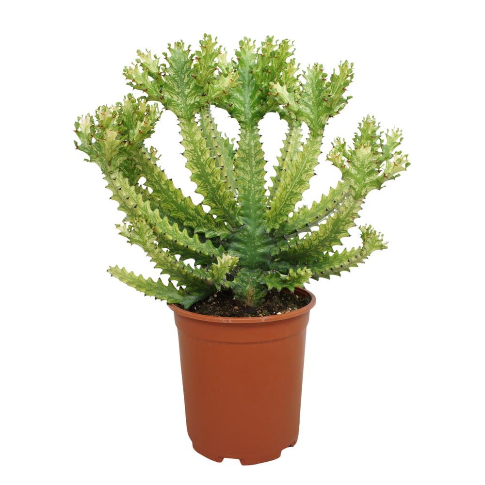 Euphorbia mayurnathanii variegata 27 cm.