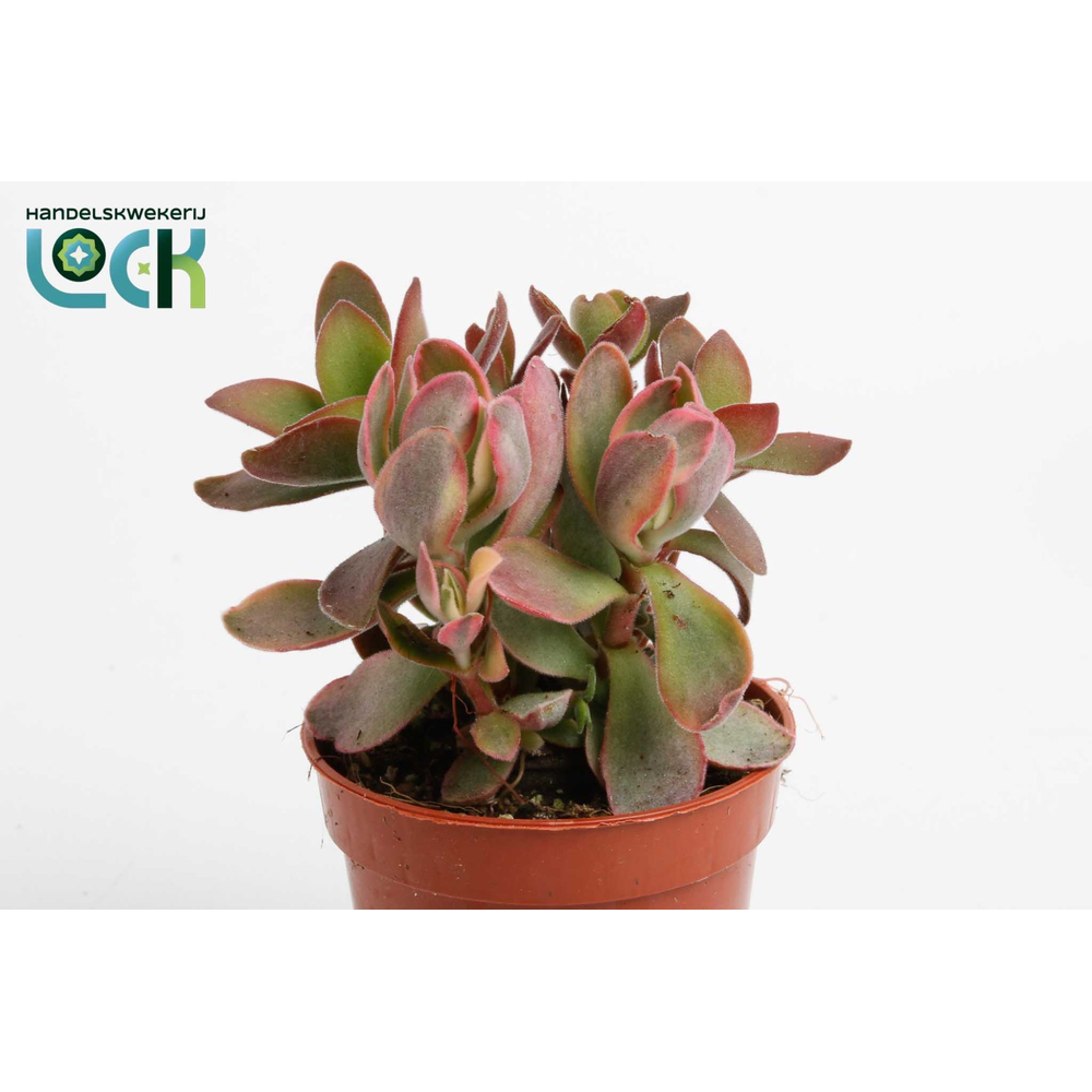 Crassula Moneymaker Varigata.