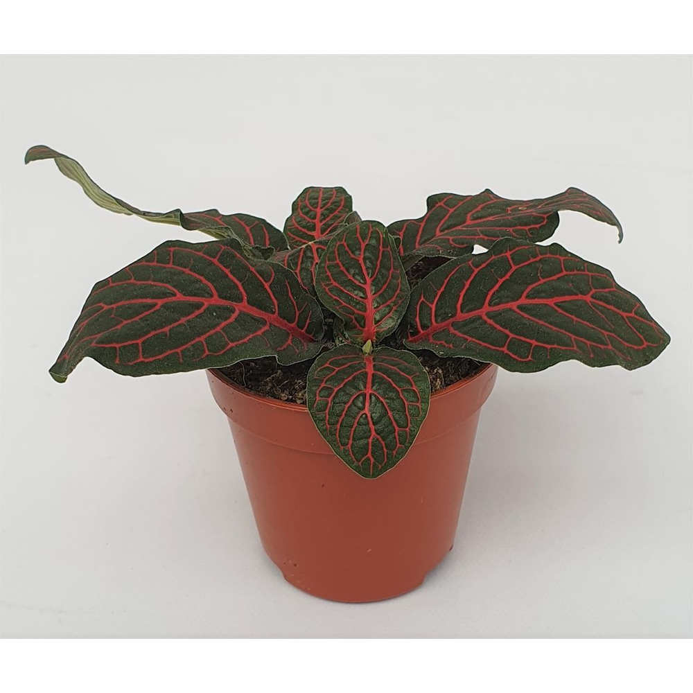 Fittonia versch. 'mini Red'.