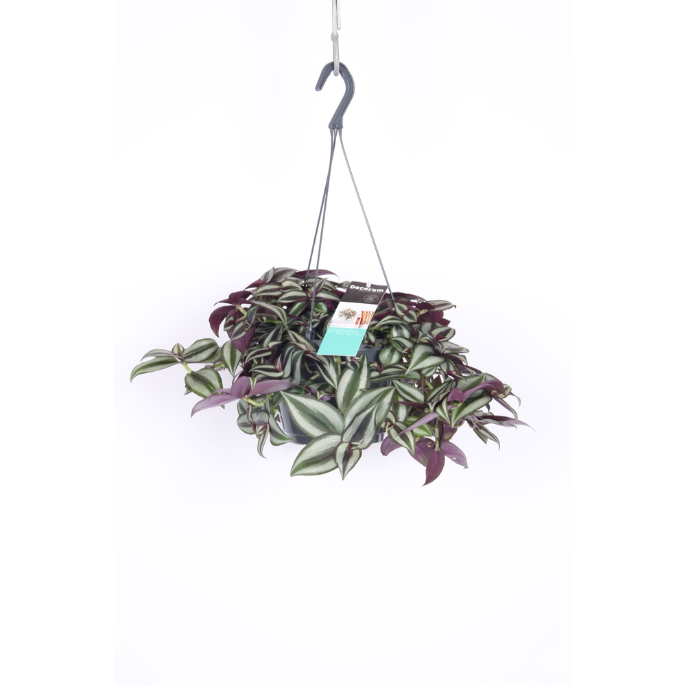 Tradescantia Zebrina Purpusii.