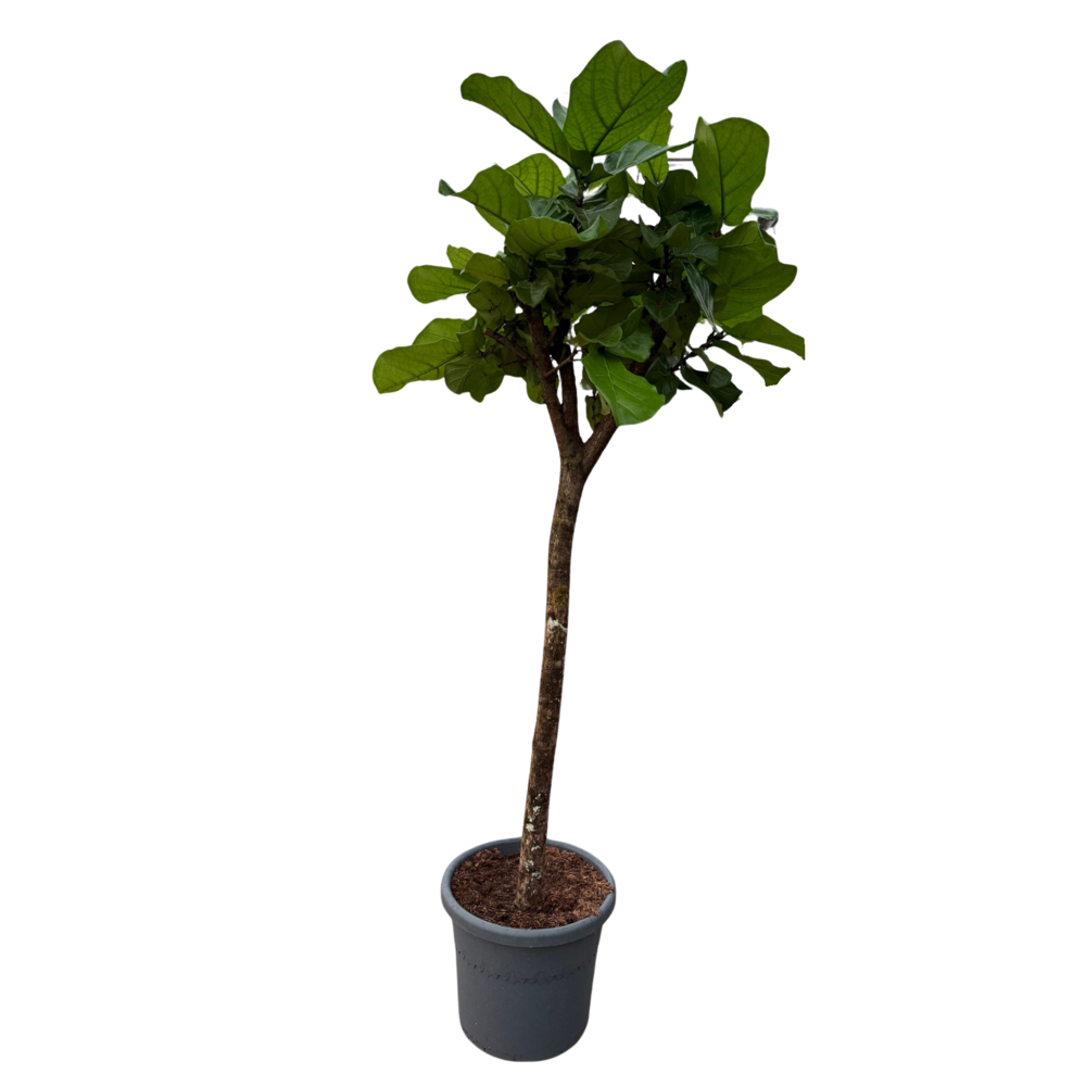 Ficus Lyrata rechte stam p48.