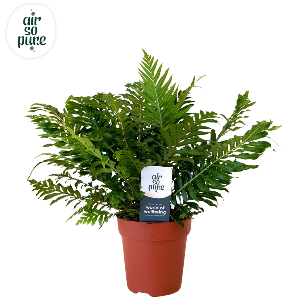 Blechnum silver lady.