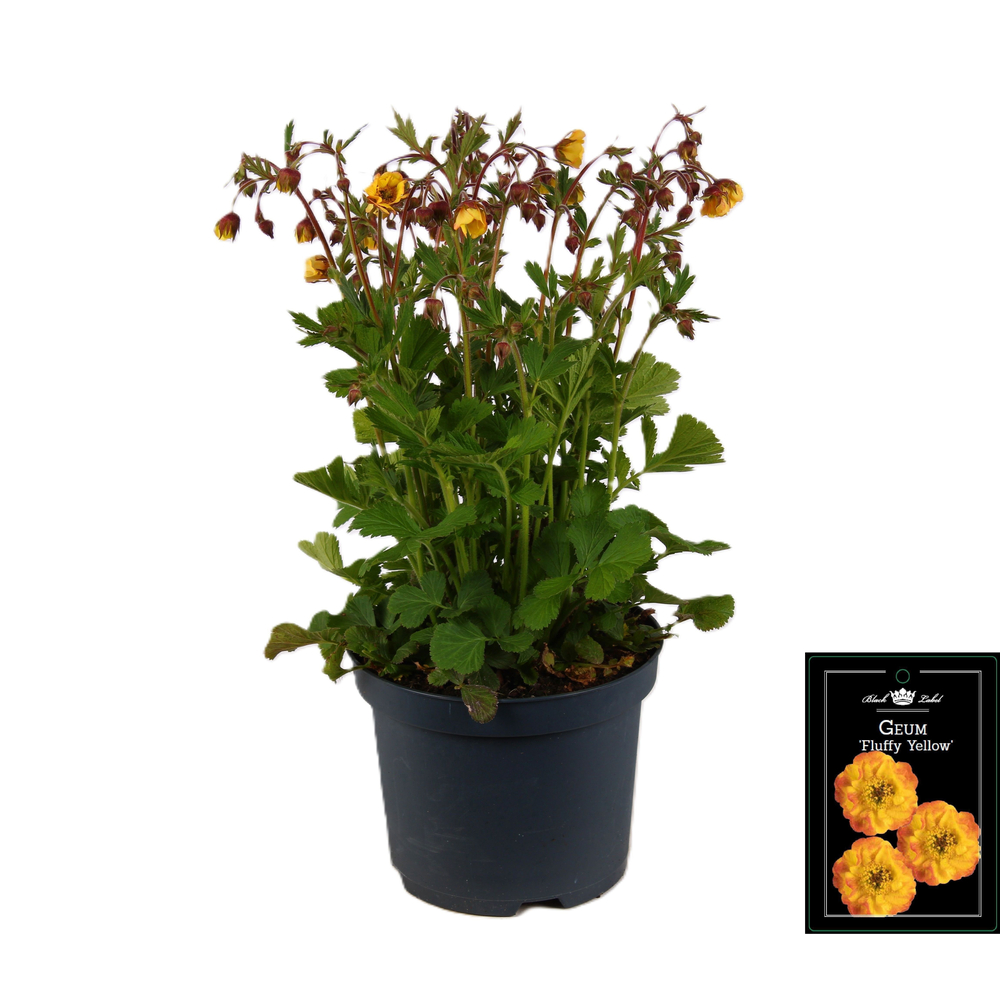 Geum 'Fluffy Yellow' P19.