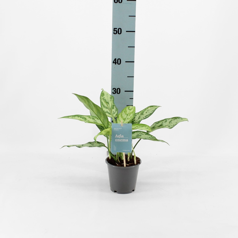 Green Agla 'Silver Queen Compact' (Aglaonema).