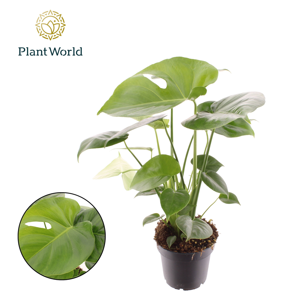 Monstera deliciosa.