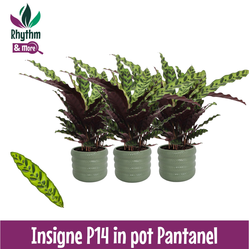 Calathea 14cm Insigne in Pantanel Keramiek - Rhyth.