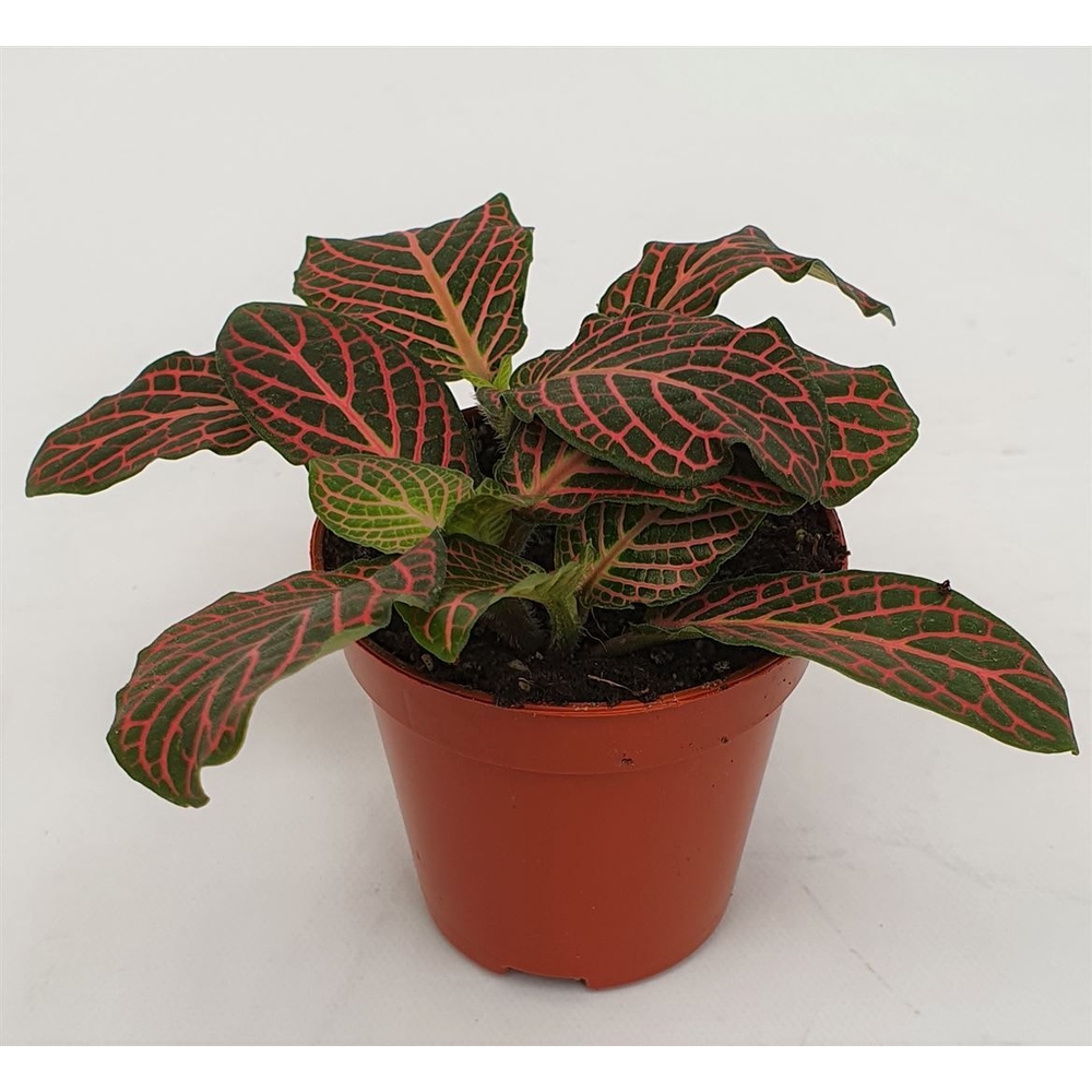 Fittonia versch. 'mini Roze'.