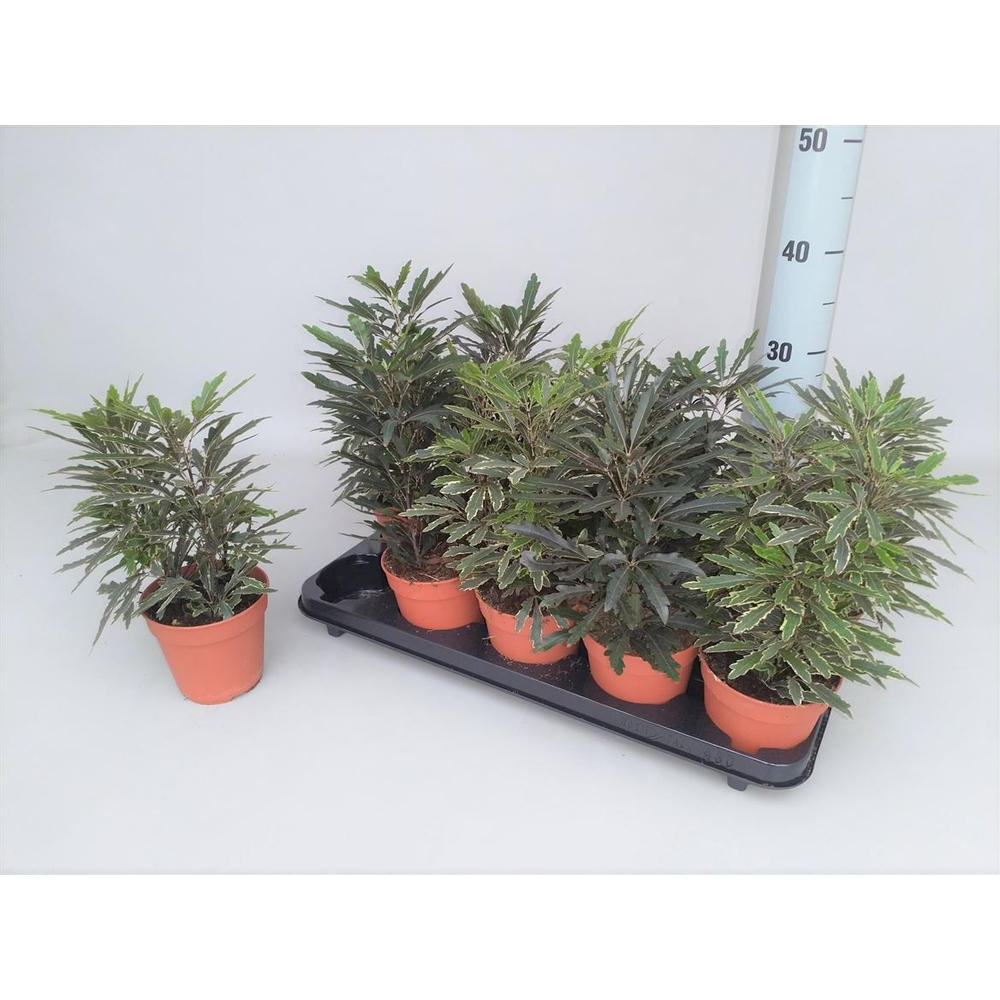 Dizygotheca eleg. gemengd.