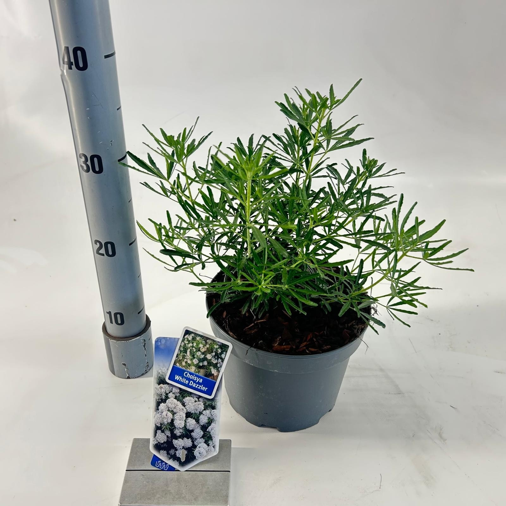 Choisya ternata 'White Dazzler' ®.