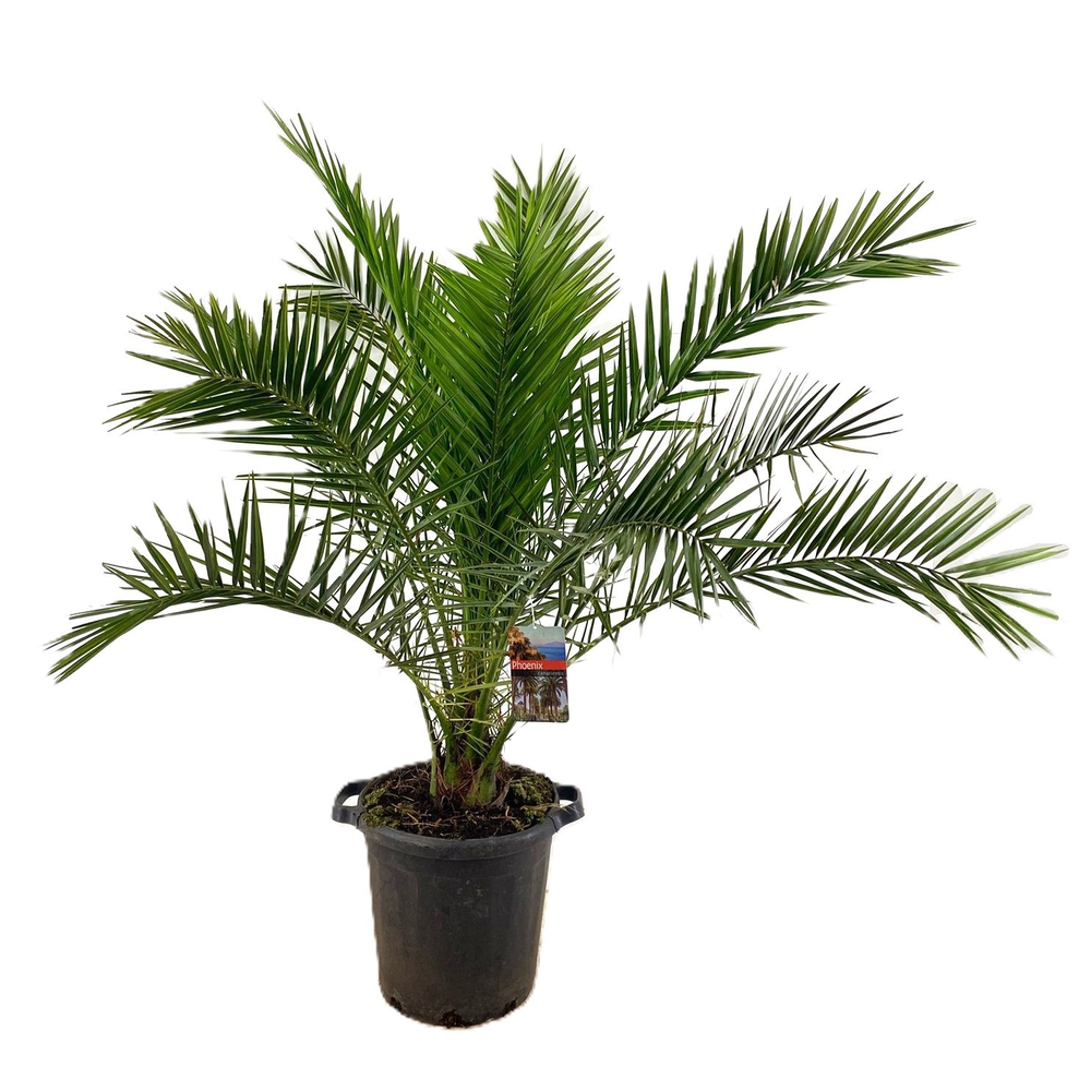 Phoenix canariensis.