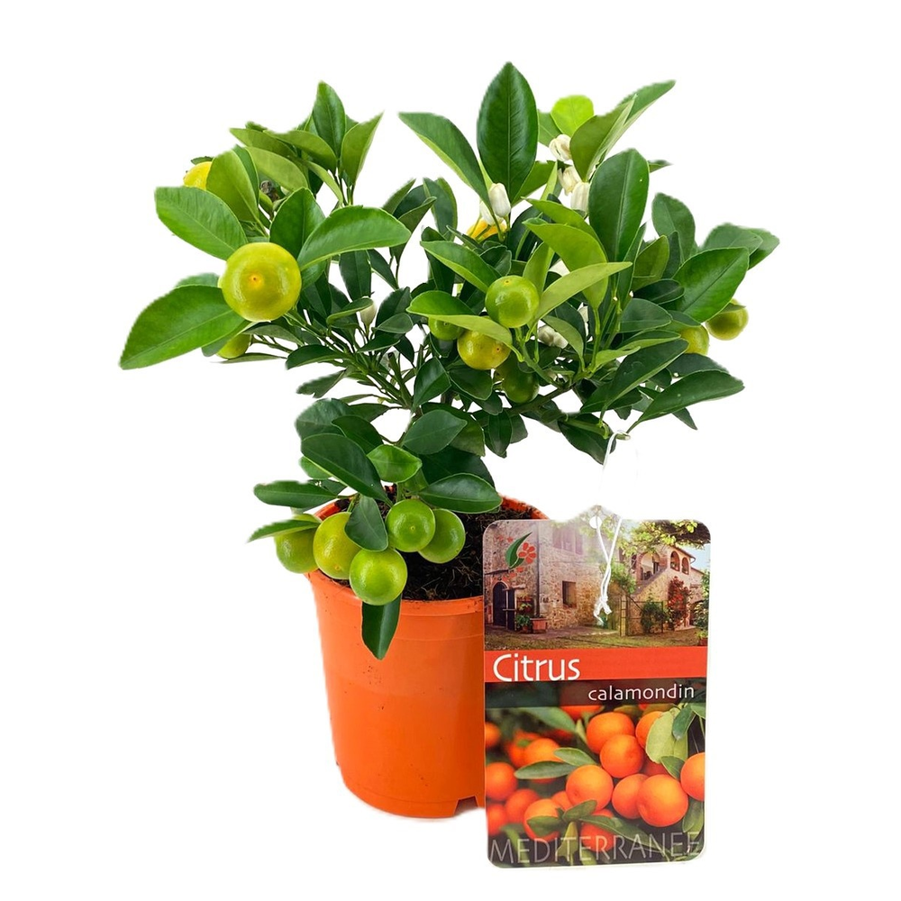 Citrus calamondin.