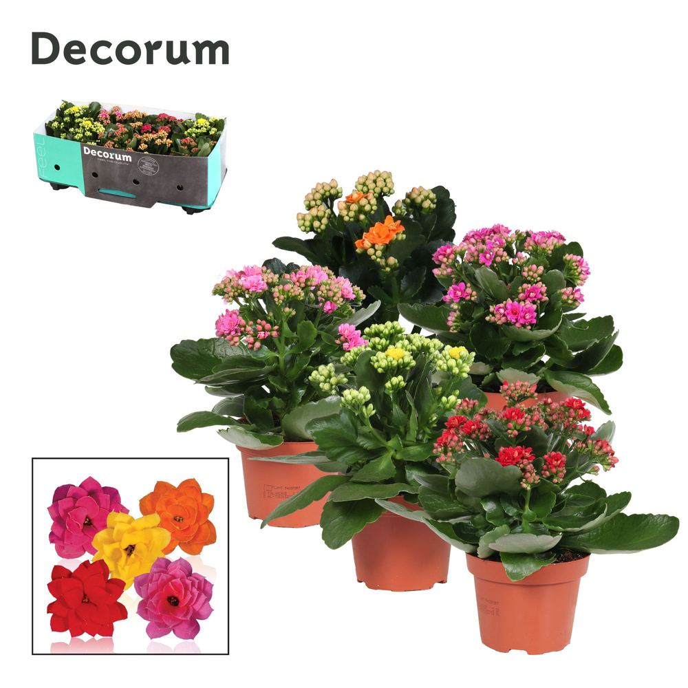 Kalanchoe Decorum - 5 Colors Garden Mix.