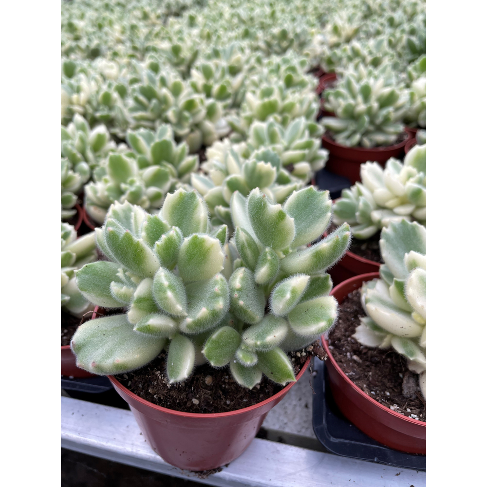 Crassula bont 12 cm.