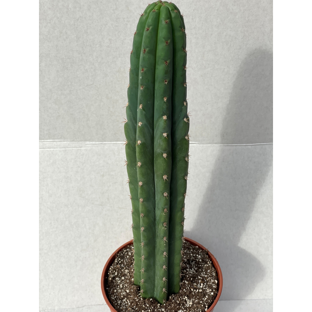 Echinopsis Pachanoi 17 cm.