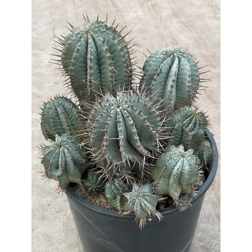 Euphorbia Horrida 25.