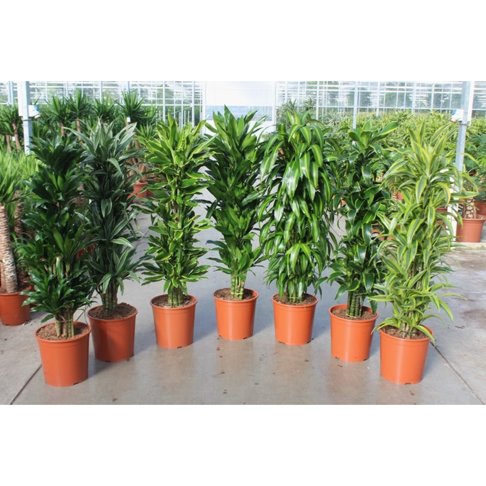 Dracaena fragrans mixkar 30.