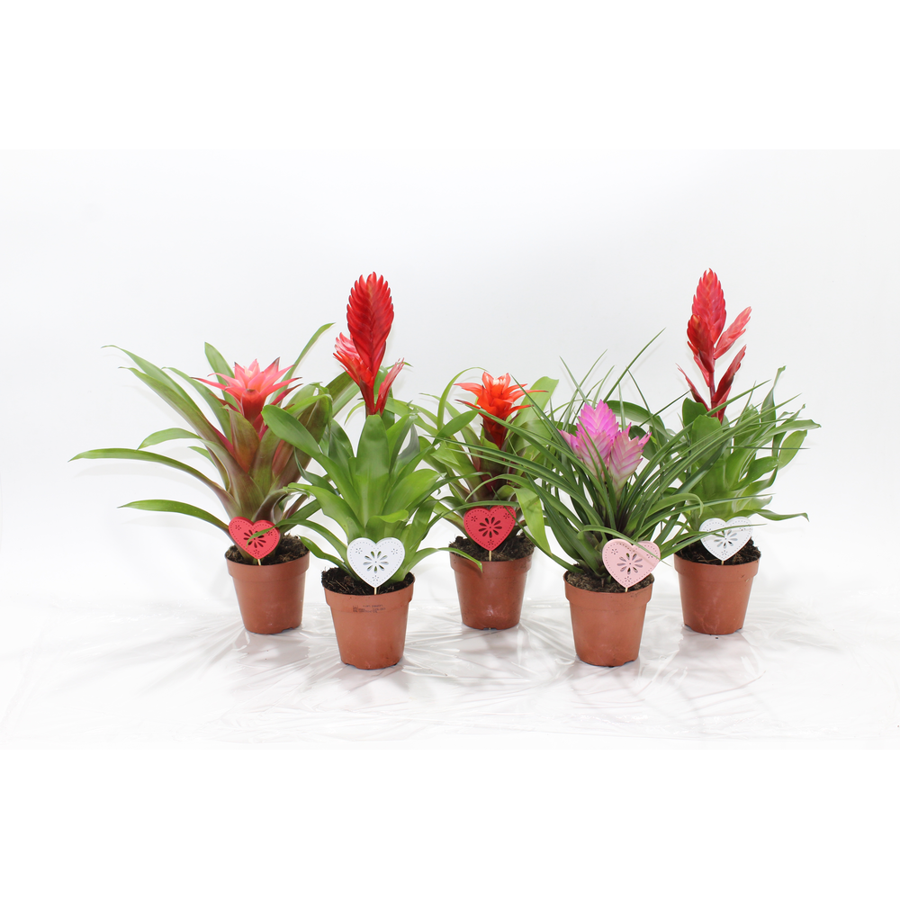 Bromelia Adventure Love met bijsteker hart.