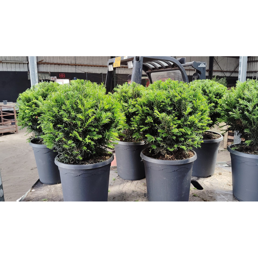 Taxus media groenland Bol.