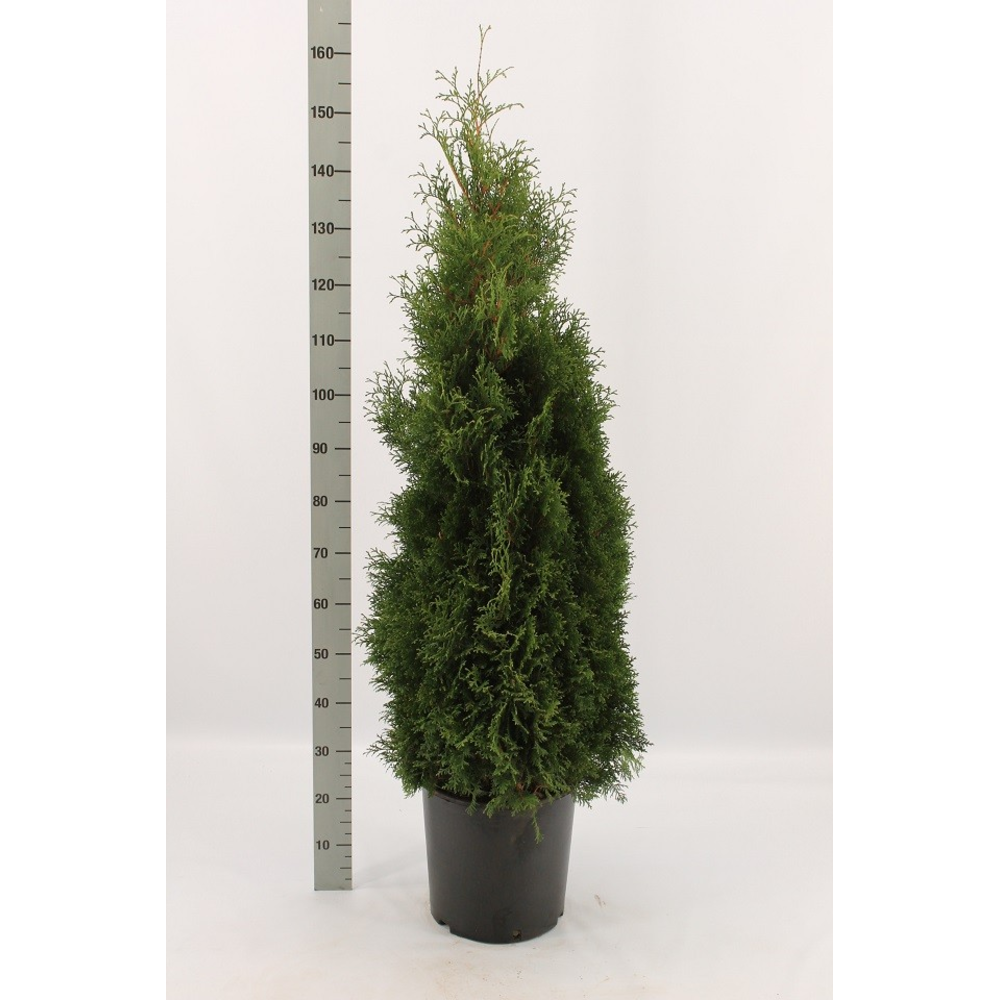 Thuja occidentalis 'Holmstrup'.