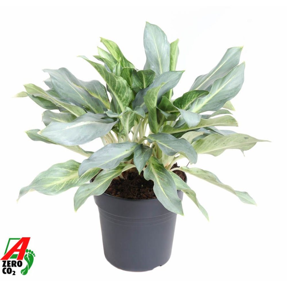 Aglaonema Ghost.