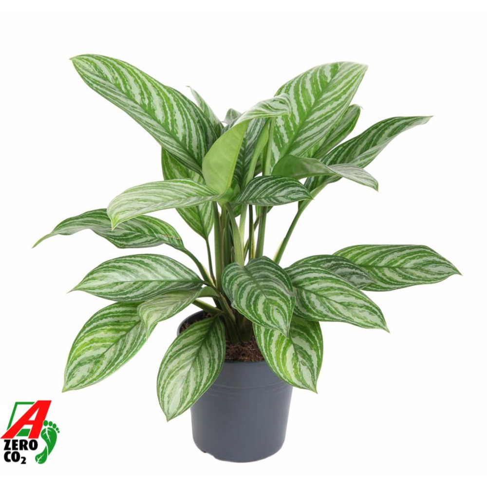 Aglaonema Stripe.