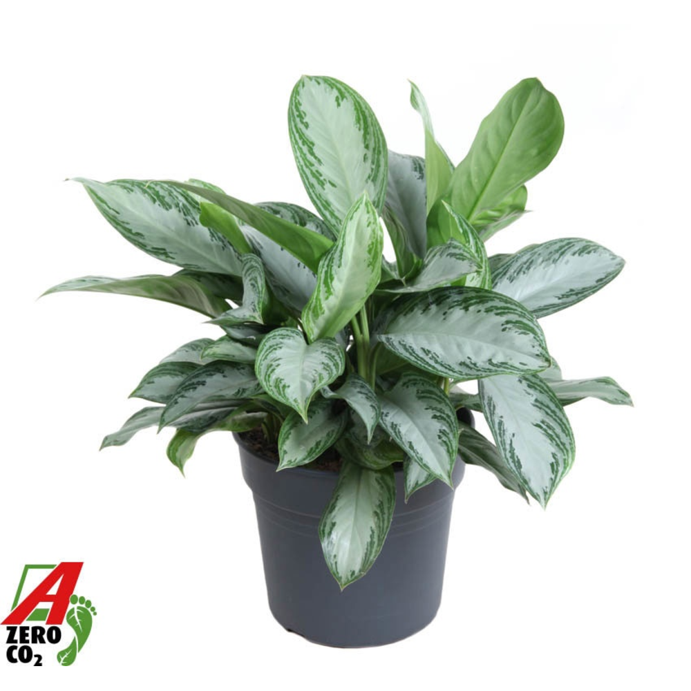 Aglaonema Silver Bay.