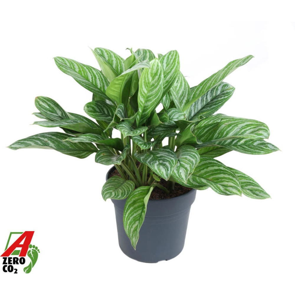 Aglaonema Stripes.