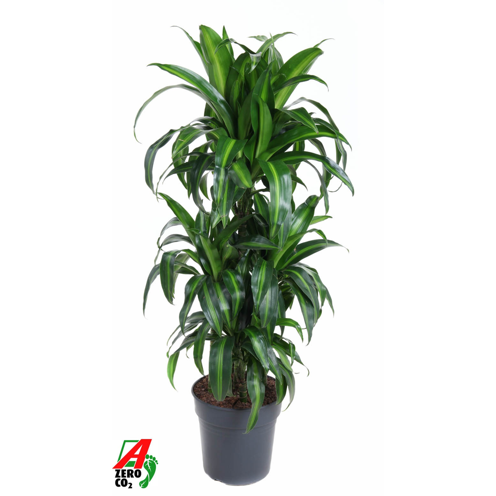 Dracaena Hawaiian 60-carrousel.