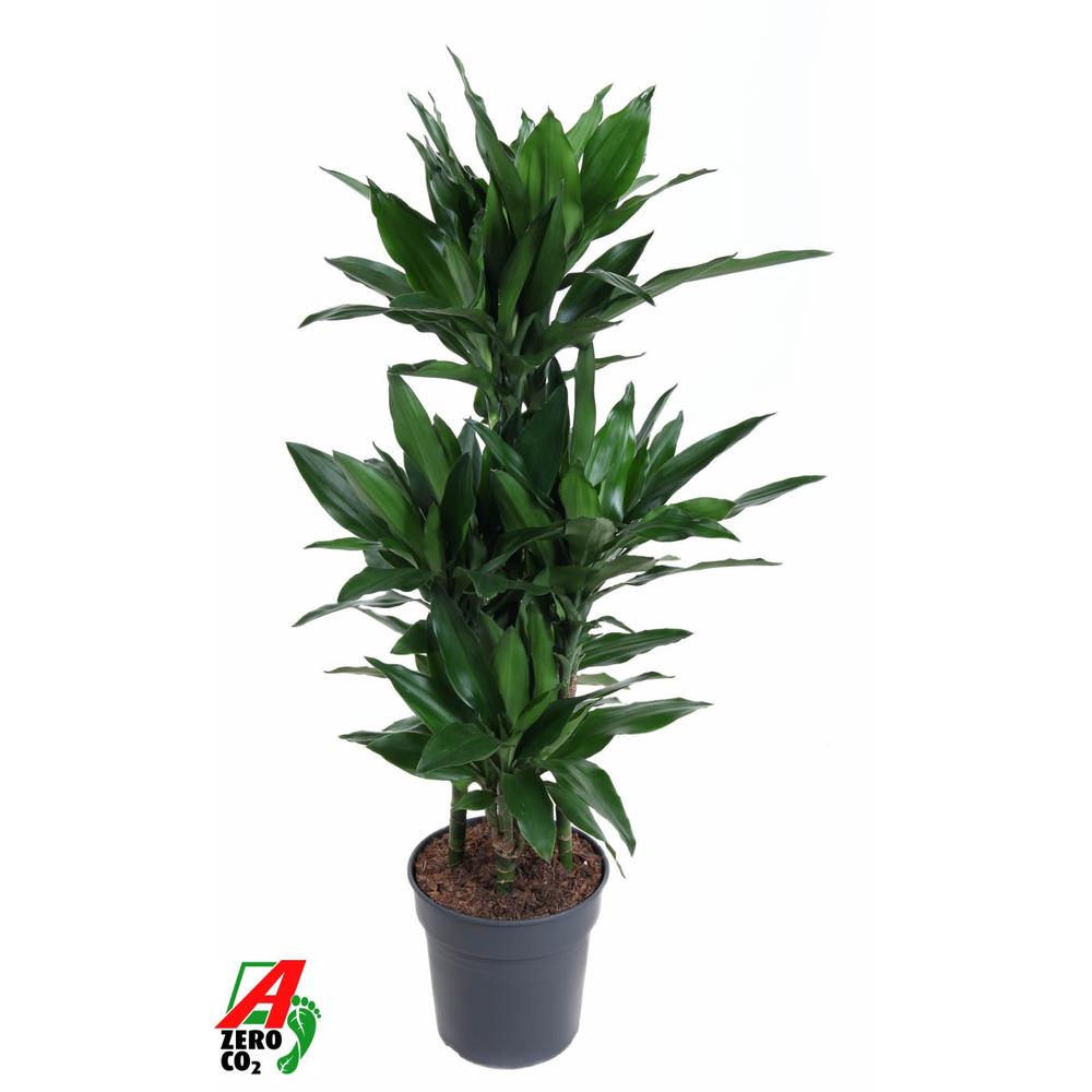 Dracaena Janet Lind 60-carrousel.