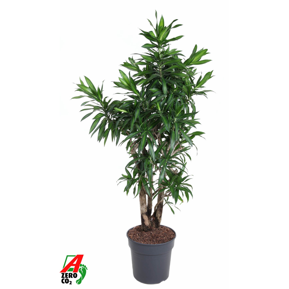 Dracaena Song Of Jamaica vertakt P31.