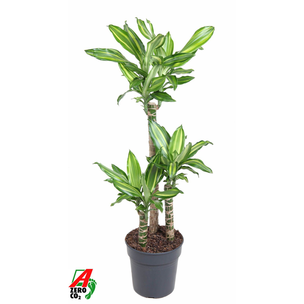 Dracaena Silver Dream 60-30-15.