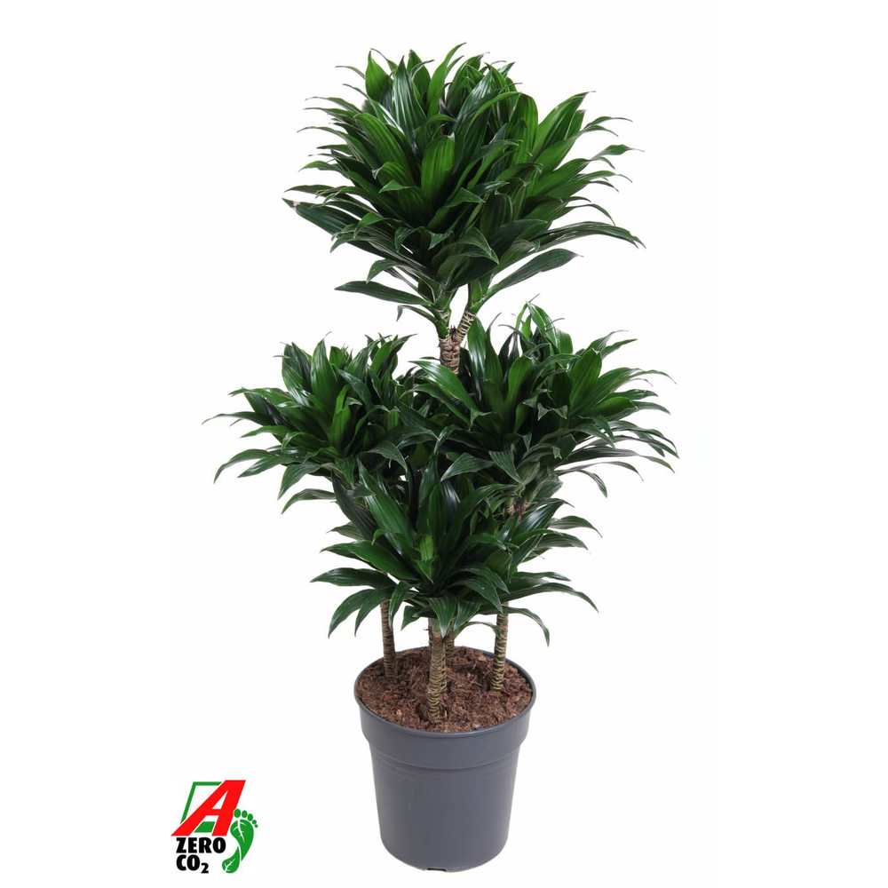 Dracaena Compacta 60-carrousel.