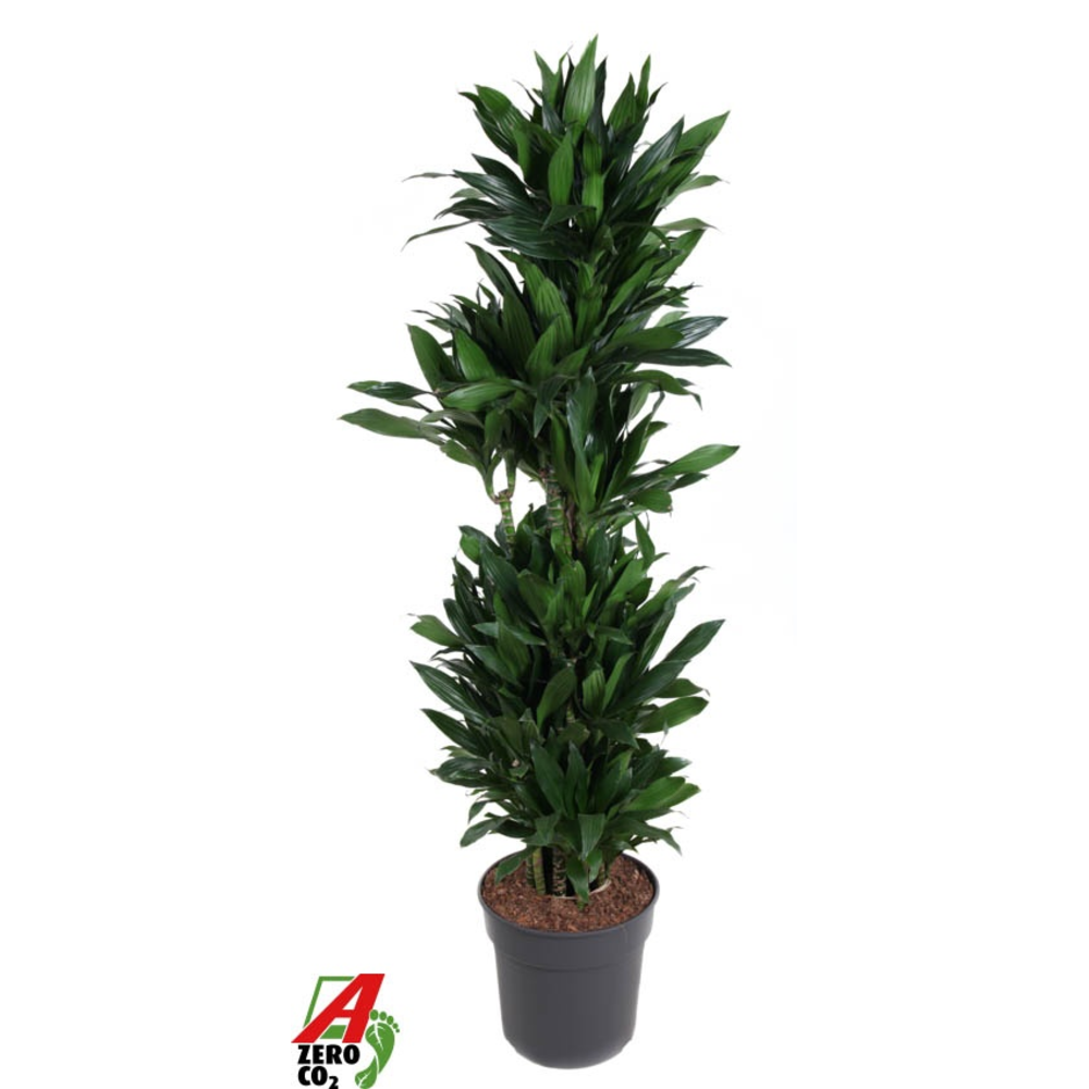 Dracaena Green Jewel vertakt P34.