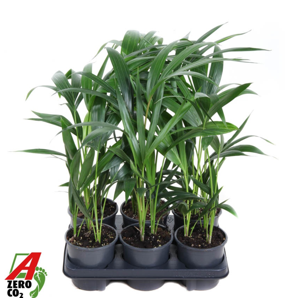 Howea Forsteriana(Kentia) P13-60.