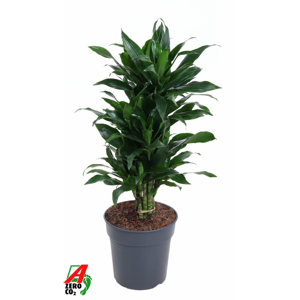 Dracaena Green Jewel vertakt P24.