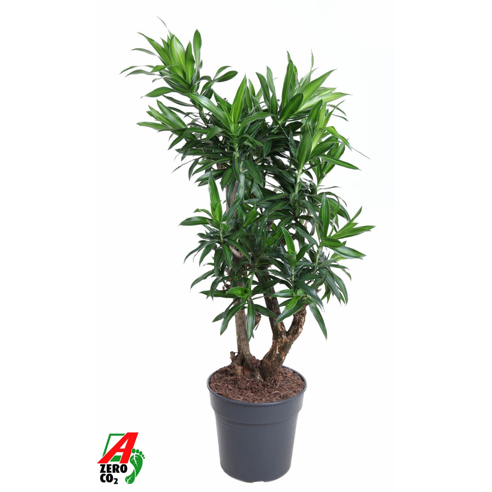 Dracaena Song Of Jamaica vertakt P27.
