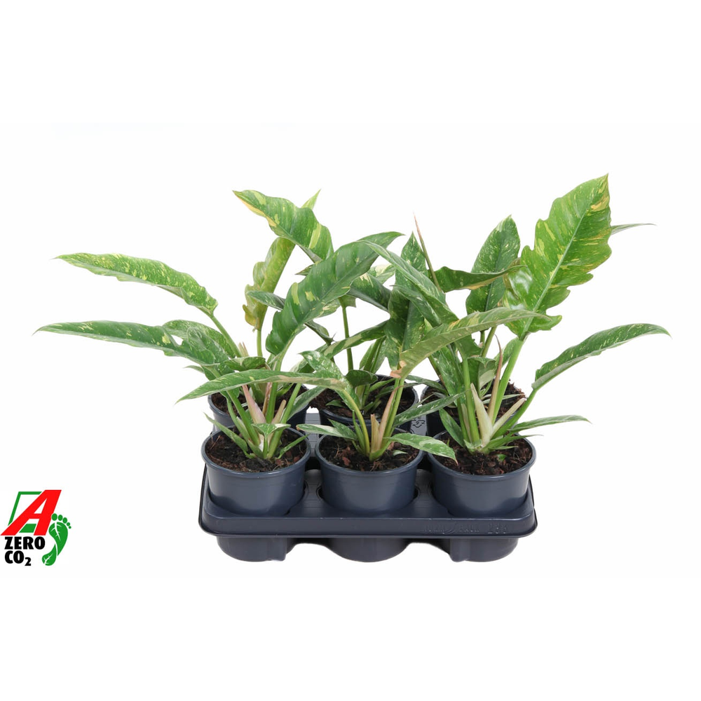 Philodendron Ring of Fire P13.