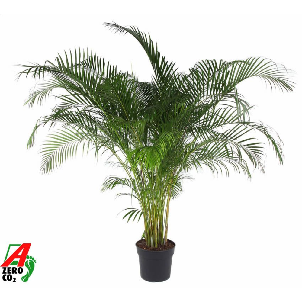 Dypsis Lutescens(Areca) P40.