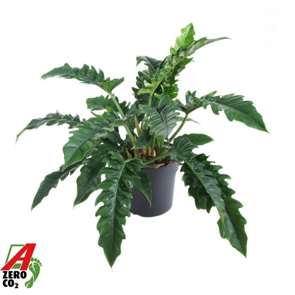 Philodendron Narrow P30.