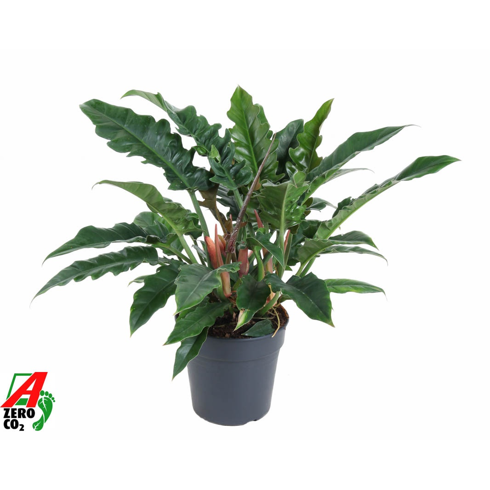 Philodendron Narrow P24.