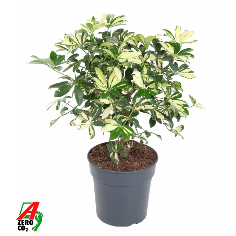 Schefflera Trinette 1ft P21.