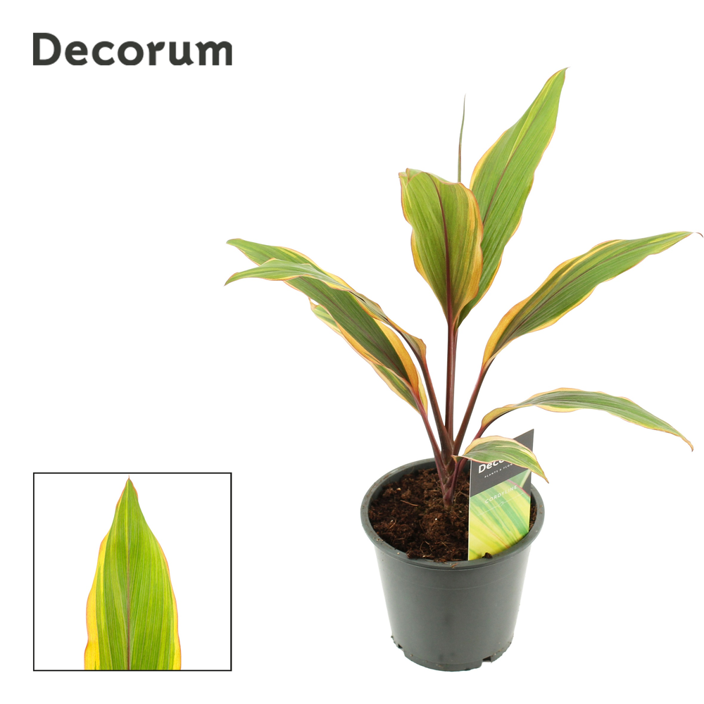 Cordyline Caramel Queen 12 cm (Decorum).