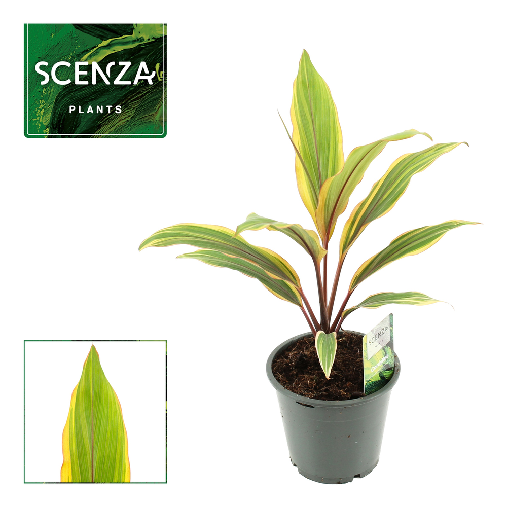 Cordyline Caramel Queen 12 cm (Scenza).