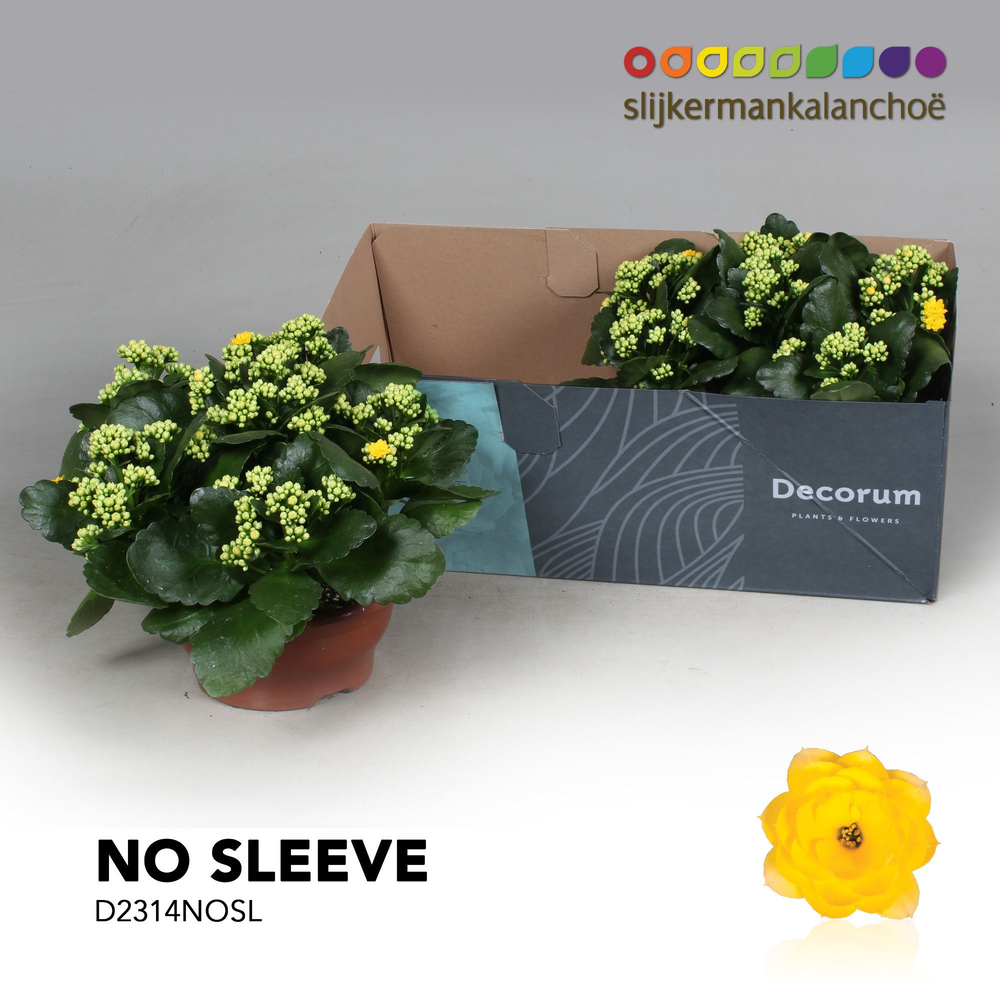 Kalanchoe No Sleeve - Yellow.