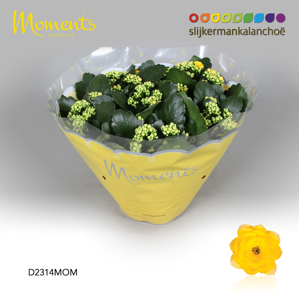 Kalanchoe Moments - Yellow.